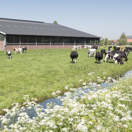 Kuhweide und Stall