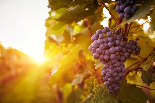 Blaue Weintrauben am Weinstock mit Abendsonne im Hintergrund