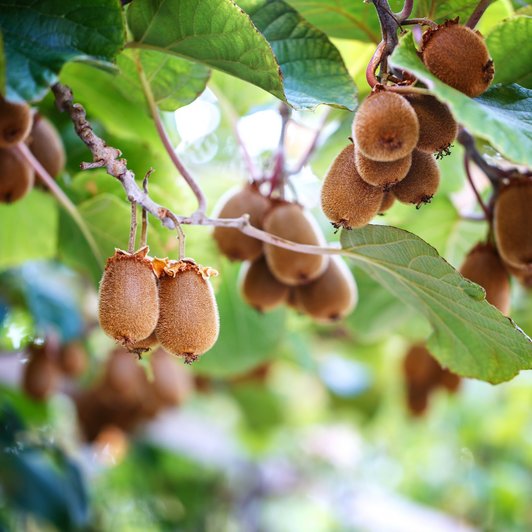 Kiwis am Ast