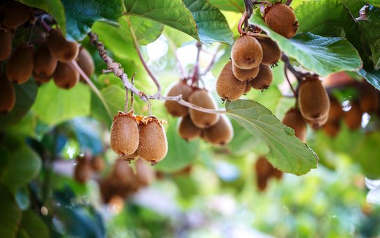 Kiwis am Ast