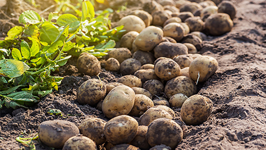 Kartoffeln auf einem Feld