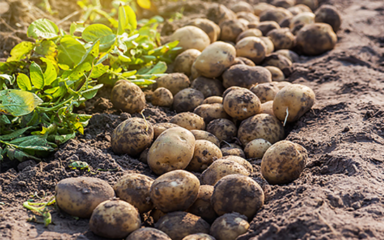 Kartoffeln auf einem Feld