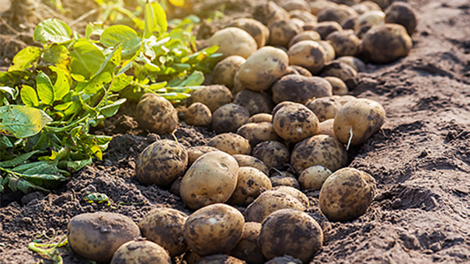 Kartoffeln auf einem Feld