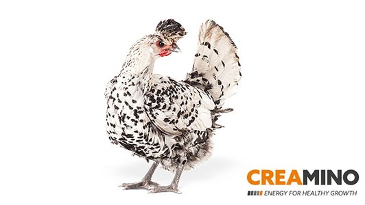 Creamino-Huhn