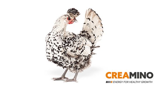 Creamino-Huhn