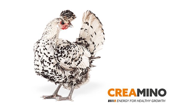 Creamino-Huhn