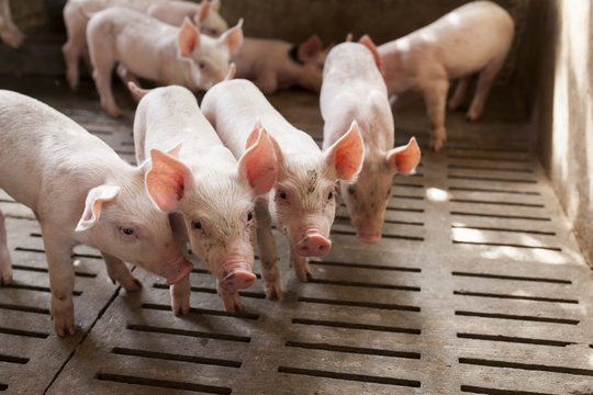 Kleine Schweine im Stall