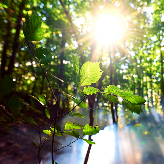 Wald mit Sonnelichteinstrahlung