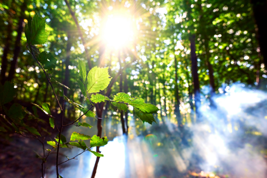 Wald mit Sonnelichteinstrahlung