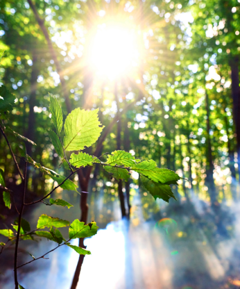 Wald mit Sonnelichteinstrahlung