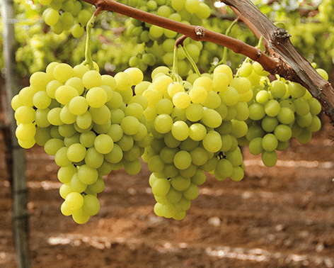 Tafeltrauben am Weinstock