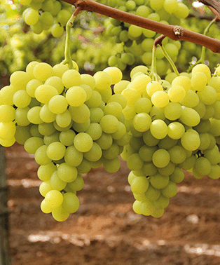 Tafeltrauben am Weinstock