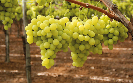 Tafeltrauben am Weinstock