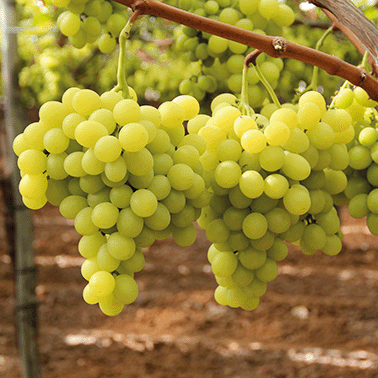 Tafeltrauben am Weinstock