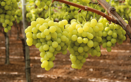 Tafeltrauben am Weinstock