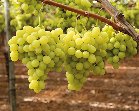 Tafeltrauben am Weinstock