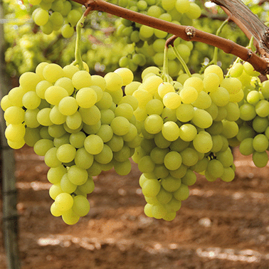 Tafeltrauben am Weinstock