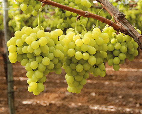 Tafeltrauben am Weinstock