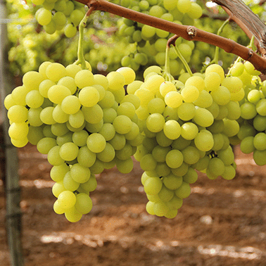 Tafeltrauben am Weinstock