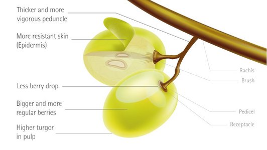 Weintrauben im Querschnitt; graphische Darstellung
