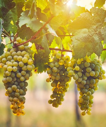 Trauben am Weinstock von Sonne angestrahlt