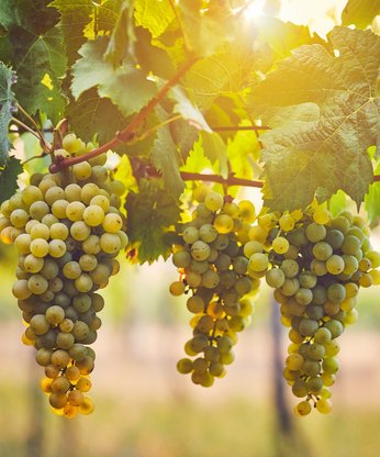 Trauben am Weinstock von Sonne angestrahlt