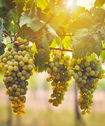 Trauben am Weinstock von Sonne angestrahlt