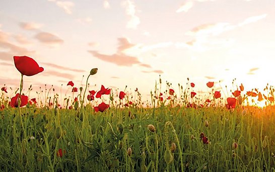 Sonnenuntergang Wieso mit Rosen