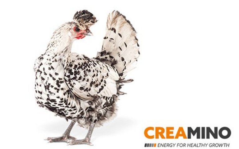 Creamino Huhn