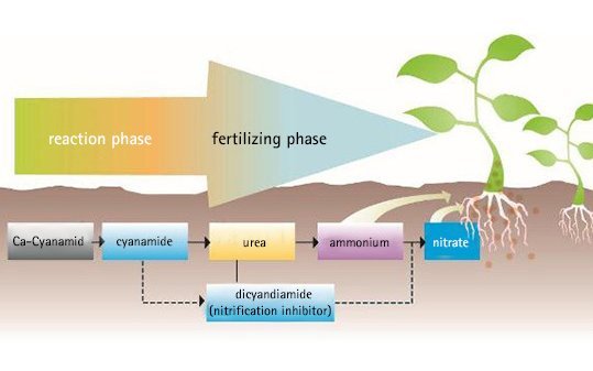 Diagramm landwirtschaftliche Wirkung Düngephase auf englisch