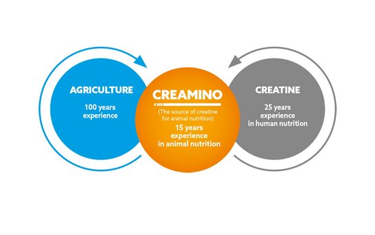 Kompetenzkreis Creamino