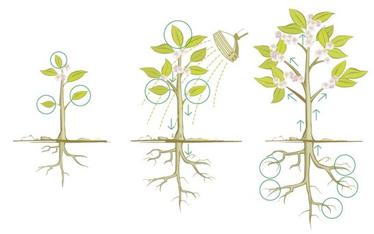 Pflanzenwachstumstadien