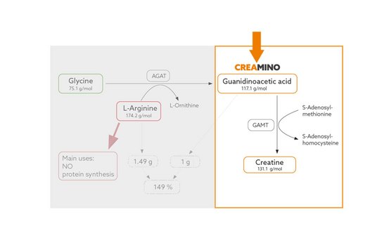 Creamino-Synthesis