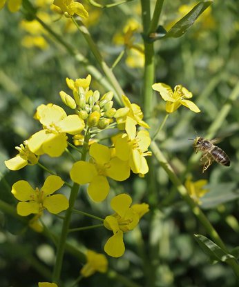 Biene im Rapsfeld