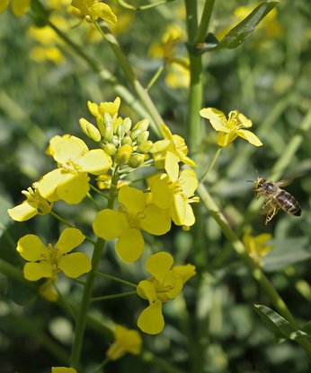 Biene im Rapsfeld