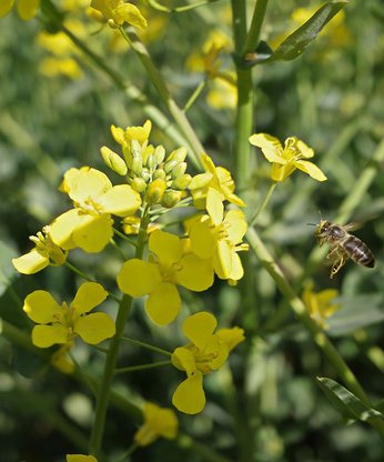 Biene im Rapsfeld