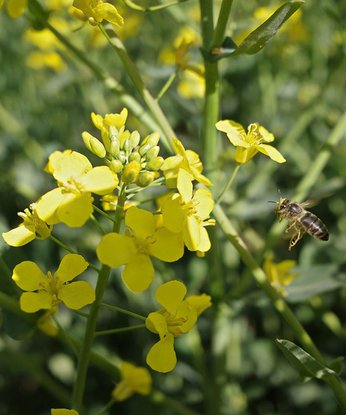 Biene im Rapsfeld