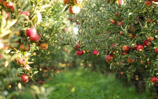 Äpfel im Garten