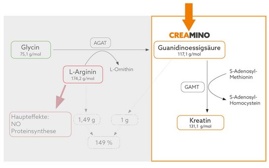 Chemische Herstellung von Kreatin Reaktionsweg