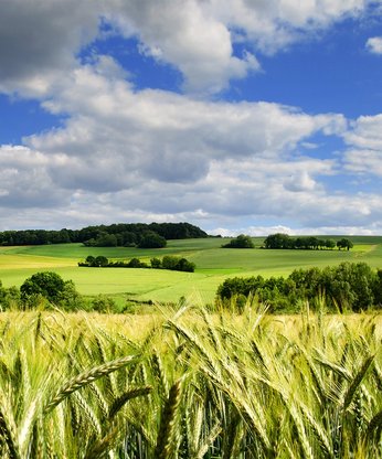 Großes Feld mit Weizen