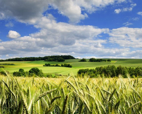 Großes Feld mit Weizen