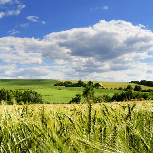 Großes Feld mit Weizen